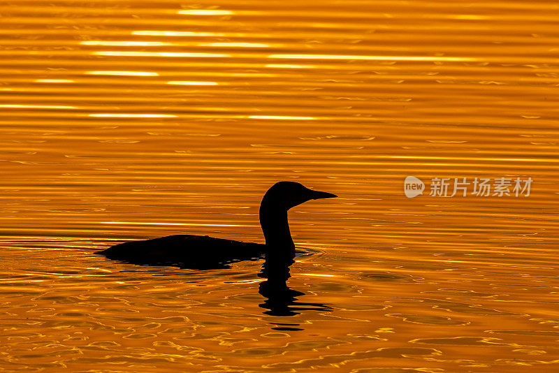 黑喉潜鸟(Gavia arctica)